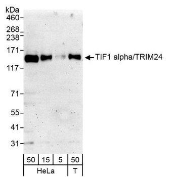 Rabbit anti-TIF1 Alpha/TRIM24 Antibody