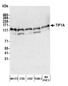 Rabbit anti-TIF1 Alpha/TRIM24 Antibody