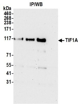Rabbit anti-TIF1 Alpha/TRIM24 Antibody