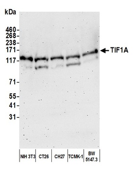 TIF1 Alpha/TRIM24 Antibody