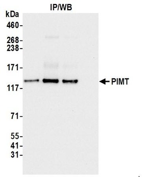 Rabbit anti-PIMT Antibody