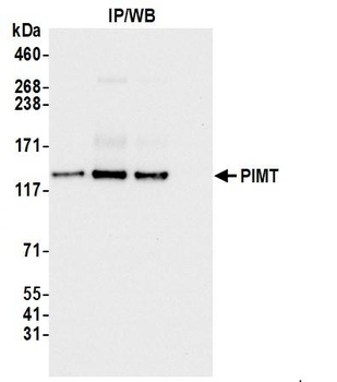 PIMT Antibody