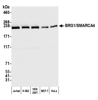 Rabbit anti-BRG1/SMARCA4 Antibody