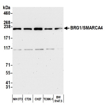 Rabbit anti-BRG1/SMARCA4 Antibody