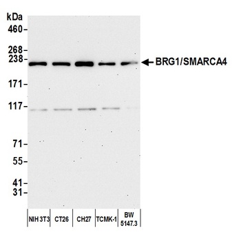 BRG1/SMARCA4 Antibody