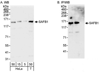 SAFB1 Antibody