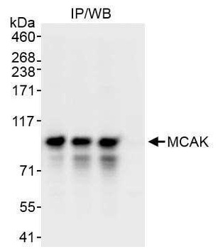 MCAK Antibody