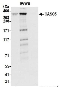 Rabbit anti-CASC5 Antibody