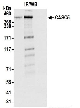 CASC5 Antibody