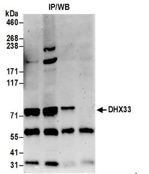 DHX33 Antibody