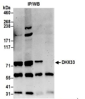 Rabbit anti-DHX33 Antibody