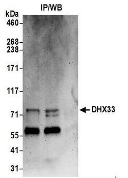 Rabbit anti-DHX33 Antibody