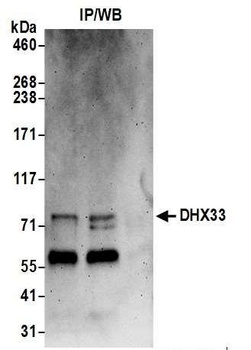 DHX33 Antibody