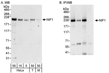 Rabbit anti-NIF1 Antibody