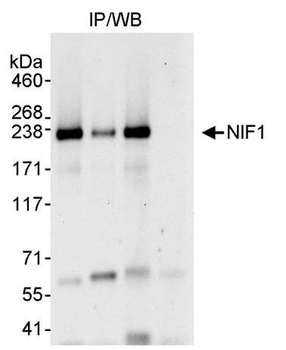 Rabbit anti-NIF1 Antibody