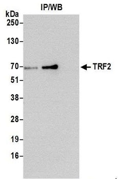 TRF2 Antibody