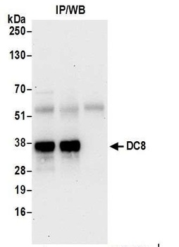 DC8 Antibody
