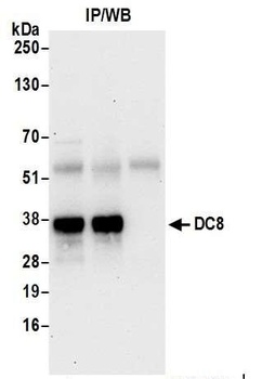 Rabbit anti-DC8 Antibody