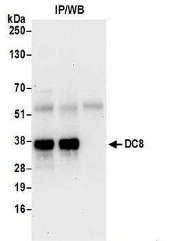 Rabbit anti-DC8 Antibody
