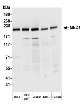 MED1 Antibody