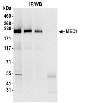 MED1 Antibody