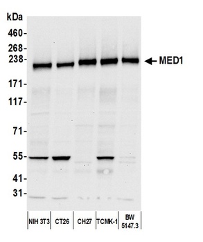MED1 Antibody