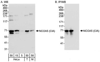 Rabbit anti-NCOA5/CIA Antibody