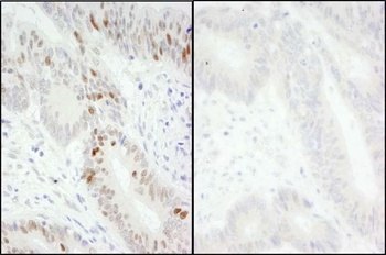 Rabbit anti-Phospho MCM2 (S40/S41) Antibody