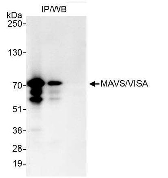Rabbit anti-MAVS/VISA Antibody