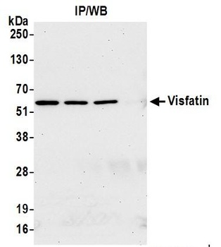 Rabbit anti-Visfatin Antibody