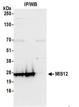 MIS12 Antibody