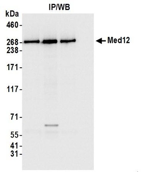 MED12 Antibody