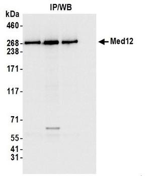 Rabbit anti-MED12 Antibody