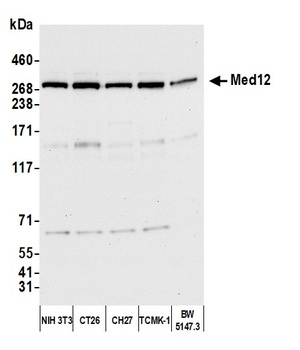 MED12 Antibody