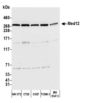 Rabbit anti-MED12 Antibody