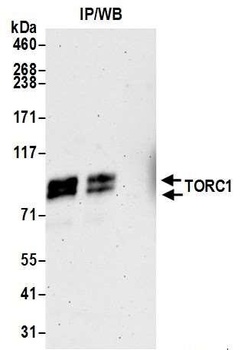 Rabbit anti-TORC1 Antibody