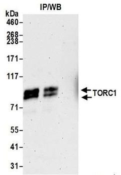 TORC1 Antibody