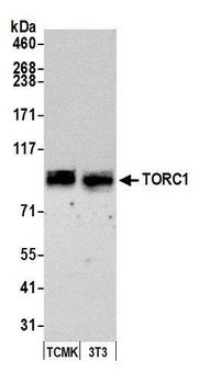 Rabbit anti-TORC1 Antibody