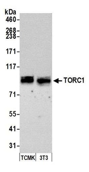 TORC1 Antibody