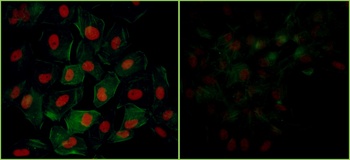 Rabbit anti-Phospho KAP-1 (S824) Antibody