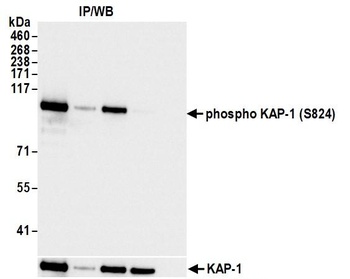 Rabbit anti-Phospho KAP-1 (S824) Antibody