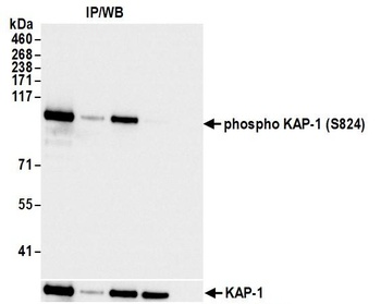 KAP-1, Phospho (S824) Antibody