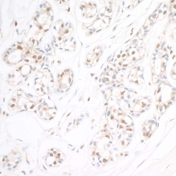 Rabbit anti-RAP80 Antibody