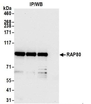 Rabbit anti-RAP80 Antibody
