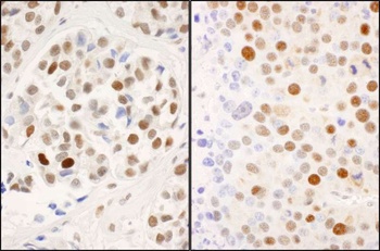 Rabbit anti-Phospho MCM2 (S53) Antibody
