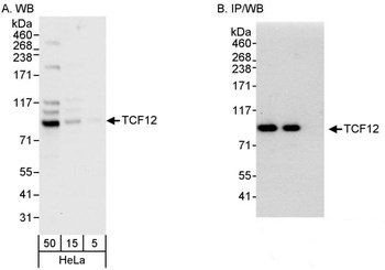 Rabbit anti-TCF12 Antibody
