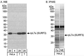 Rabbit anti-rpL7a/SURF3 Antibody