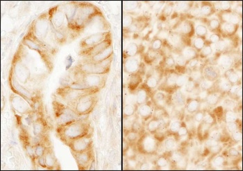 Rabbit anti-rpL7a/SURF3 Antibody