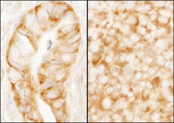 rpL7a/SURF3 Antibody