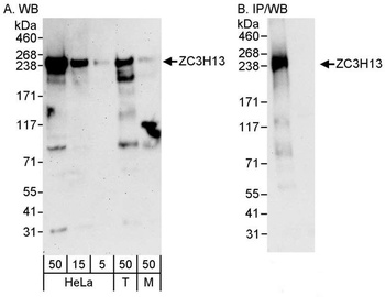 Rabbit anti-ZC3H13 Antibody